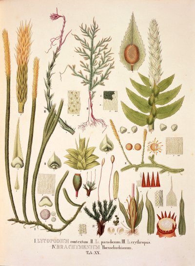 Lycopodium og Brachymenium, bord XX fra 