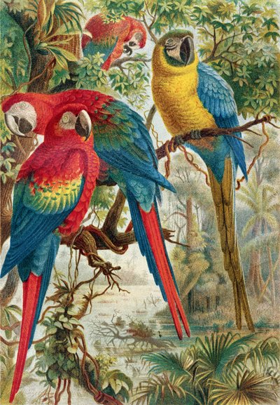 Macaws, tallerken fra Brehms Animal Life: General Knowledge of the Animal Kingdom, bind 5, s.60, udgivet af Bibliografisk Institut, 1892 af German School