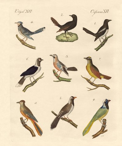 Magpies og jays af German School