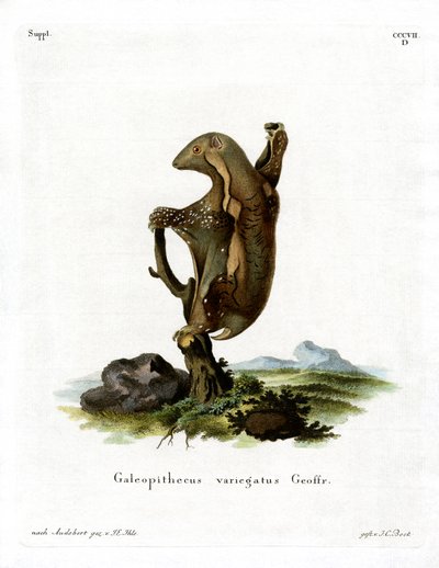 Malayan Flying Lemur (farvet gravering) af German School