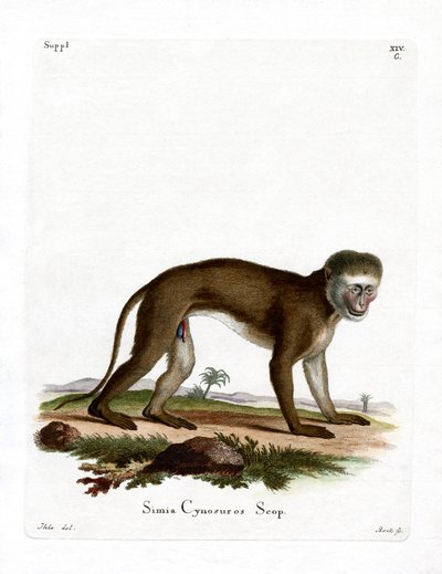 Malbrouck Monkey (farvet gravering) af German School