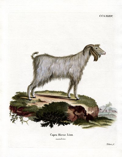 Mamber Goat (farvet gravering) af German School