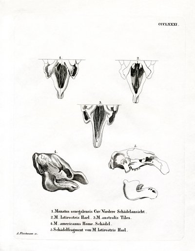 Manatee Skulls (farvet gravering) af German School