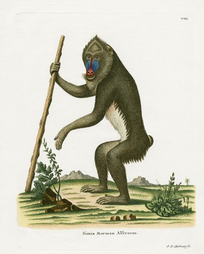 Mandrill (farvet gravering) af German School