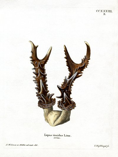Mountain Hare Antlers (farvet gravering) af German School