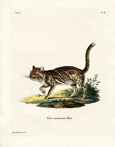 Marmoreret kat (farvet gravering) af German School