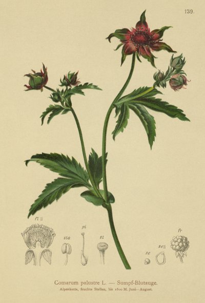 Sump-Knællike (Comarum palustre, Potentilla palustris) af German School