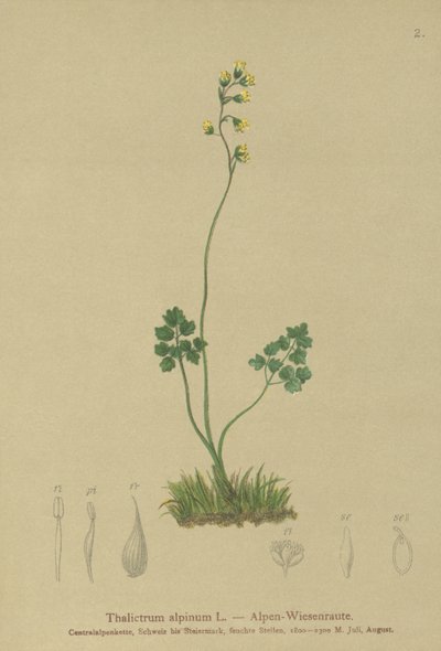 Almindelig røn (Thalictrum alpinum) af German School