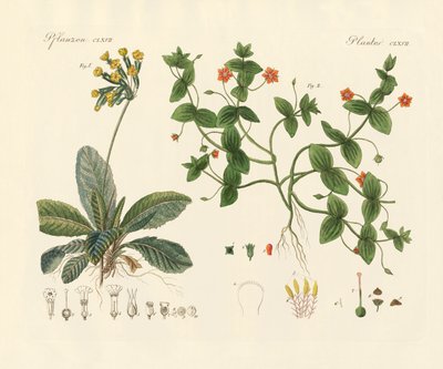 Medicinske planter (farvet gravering) af German School
