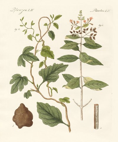 Medicinske planter af German School