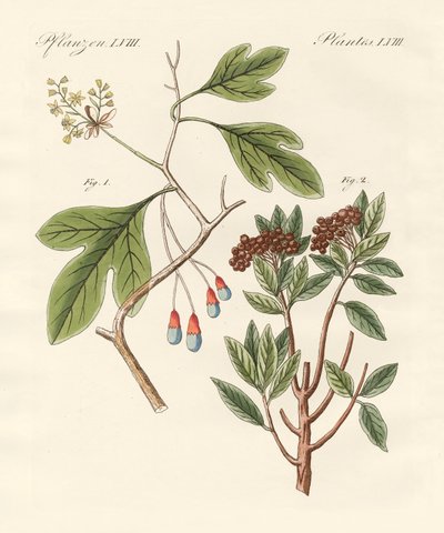 Medicinske planter af German School
