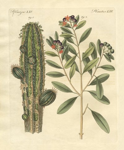 Medicinske planter af German School