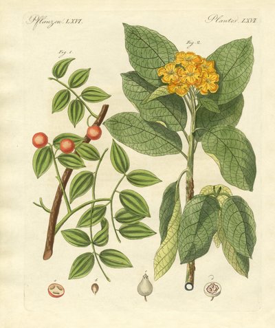 Medicinske planter af German School