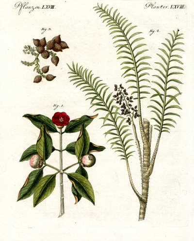 Medicinske planter af German School