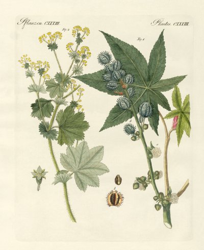 Medicinske planter af German School
