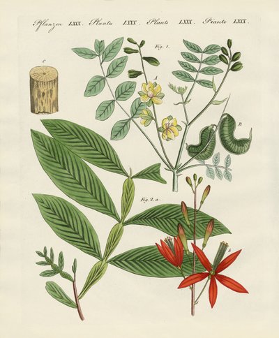 Medicinske planter af German School
