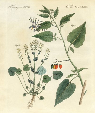 Medicinske planter af German School