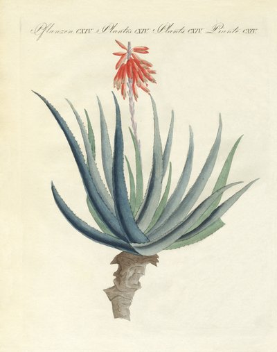Medicinske planter af German School