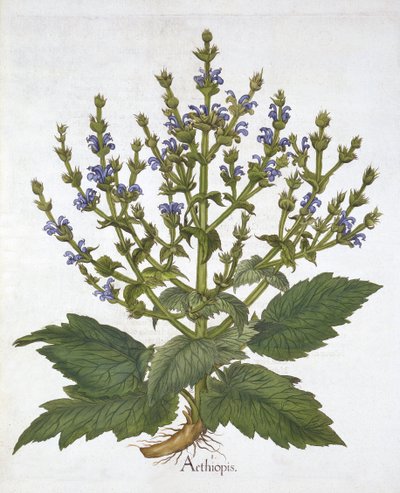 Middelhavssalvie, fra "Hortus Eystettensis", af Basil Besler af German School