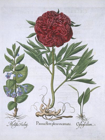 Melissa, Paeony og Odontoglossum, fra Hortus Eystettensis, af Basil Besler (1561-1629) pub. 1613 (håndfarvet gravering) af German School