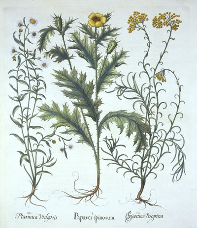 Mexicansk Valmue, Seaside Strawflower og Sneezewort, fra Hortus Eystettensis, af Basil Besler (1561-1629) pub. 1613 (håndkoloreret gravering) af German School