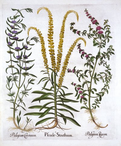 Mignonette, Pennyroyal og Marsh Mint, fra Hortus Eystettensis, af Basil Besler (1561-1629), pub. 1613 (håndfarvet gravering) af German School