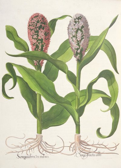 Hirse: 1. Sorghum med rød frugt; Sorgo frugt hvid, fra Hortus Eystettensis af Basil Besler (1561-1629), pub. 1613 af German School