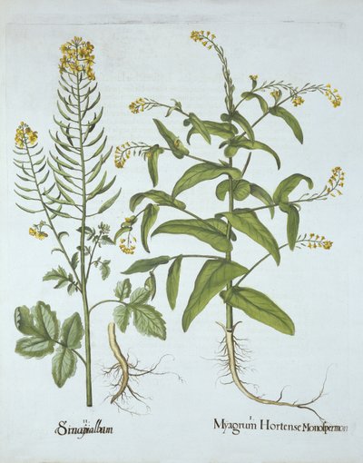 Geringskarse og hvid sennep, fra Hortus Eystettensis, af Basil Besler (1561-1629), pub. 1613 (håndkoloreret gravering) af German School