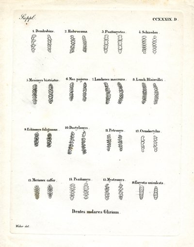 Kindtænder (farvet gravering) af German School