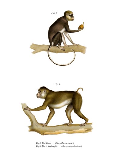 Mona Monkey, 1860 af German School