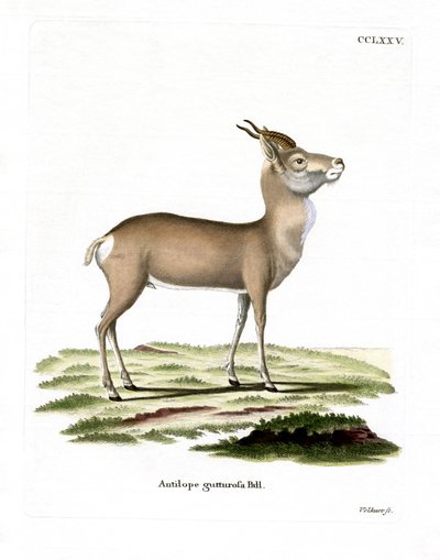 Mongolsk Gazelle (farvet gravering) af German School