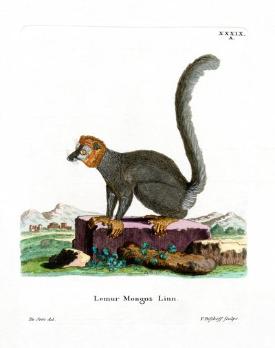 Mongoose Lemur (farvet gravering) af German School