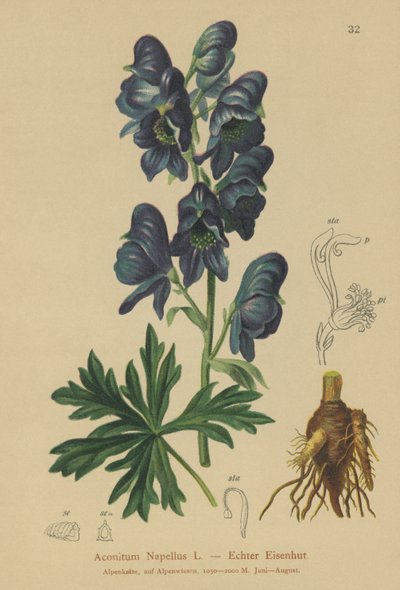Monkshood (Acontium Napellus) af German School