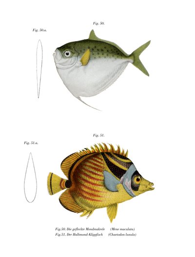 Månefisk (farve litho) af German School