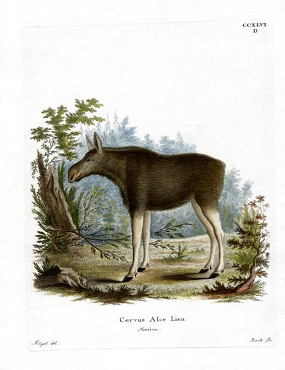 Elg (farvet gravering) af German School