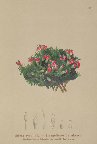 Mose-Kampignon (Silene acaulis) af German School