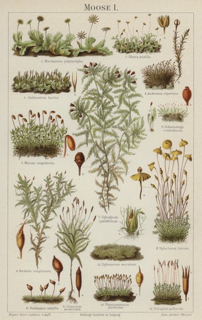 Mosser (farve litho) af German School