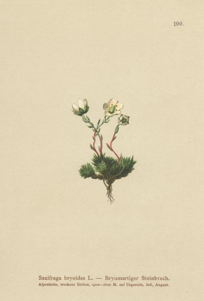 Moset Saxifrage (Saxifraga bryoides) af German School