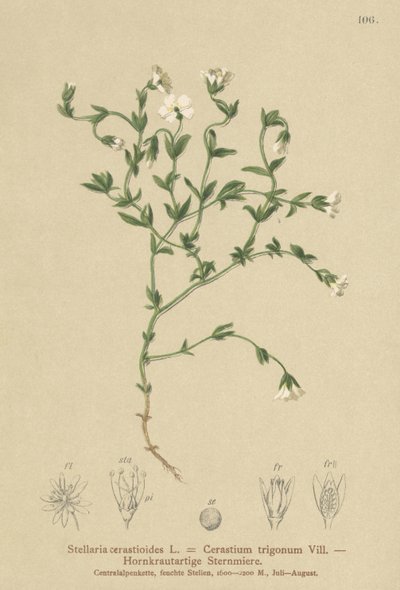 Bjerg-Kirsebærurt (Stellaria cerastioides, Cerastium trigonum) af German School