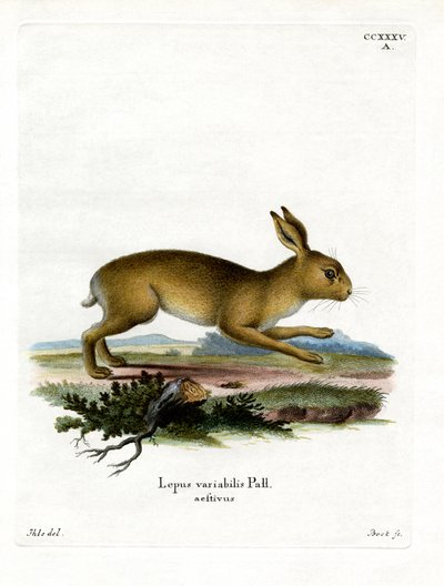 Mountain Hare (farvet gravering) af German School