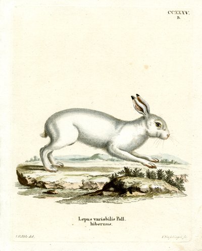 Mountain Hare (farvet gravering) af German School