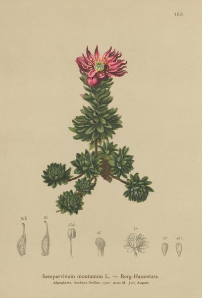Bjerg-husløg (Sempervivum montanum) af German School