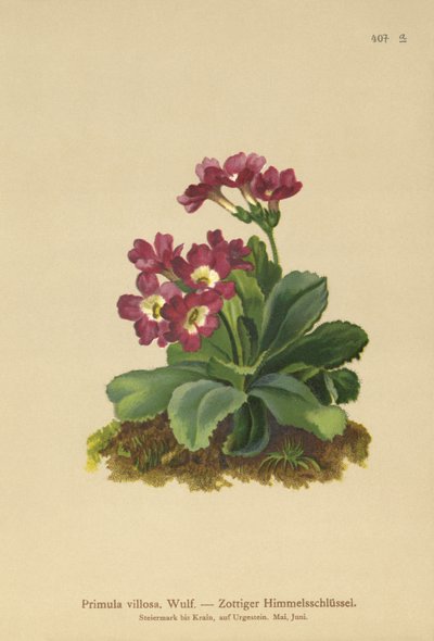 Bjerg-primrose (Primula villosa) af German School