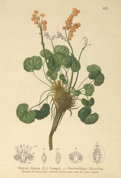 Bjergsorrel (Oxyria digyna) af German School