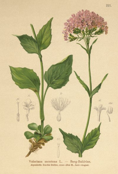Bjerg-Valerian af German School