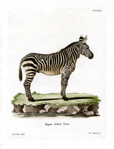 Mountain Zebra (farvet gravering) af German School