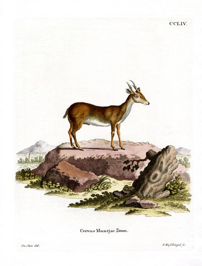 Muntjac (farvet gravering) af German School