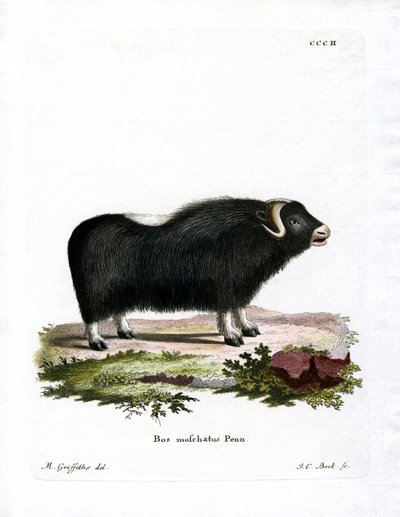 Moskusokse (farvet gravering) af German School