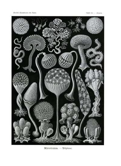 Mycetozoa, 1899-1904 af German School