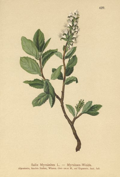 Myrtle-pil (Salix Myrsinites) af German School